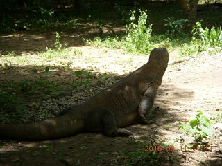 Indonesia - Komodo Island dragons