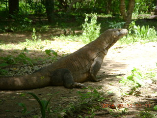 Indonesia - Komodo Island dragon