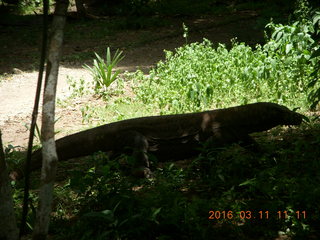 Indonesia - Komodo Island dragon