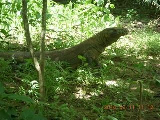 Indonesia - Komodo Island dragon walking