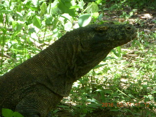 Indonesia - Komodo Island dragon walking