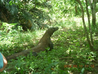 Indonesia - Komodo Island - dragon and Adam +++