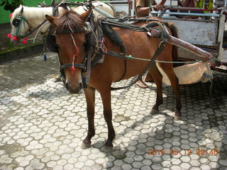 Indonesia - Lombok - horse-drawn carriage ride