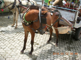 Indonesia - Lombok - horse-drawn carriage ride