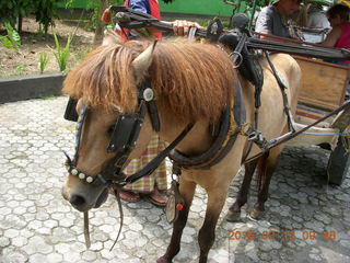 Indonesia - Lombok - horse-drawn carriage ride