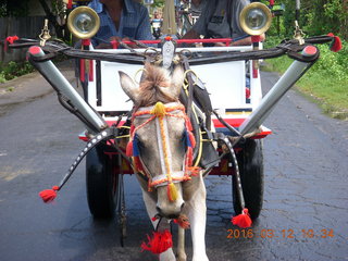 Indonesia - Lombok - horse-drawn carriage ride back