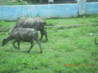 Indonesia - Lombok - bus ride - buffalo