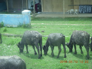 Indonesia - Lombok - bus ride - buffalo