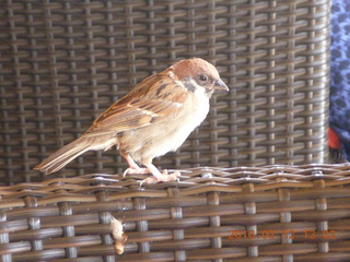 130 99c. Indonesia - Lombok - Novotel lunch and beach - bird