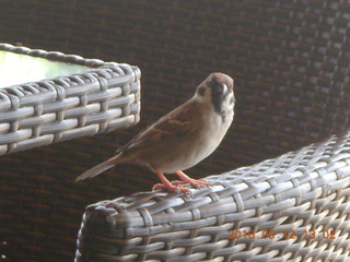 131 99c. Indonesia - Lombok - Novotel lunch and beach - bird