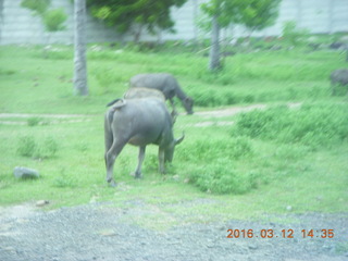 Indonesia - Lombok - bus ride - buffalo