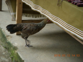 145 99c. Indonesia - Lombok - last village - bird