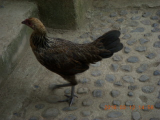 147 99c. Indonesia - Lombok - last village - bird