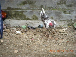 158 99c. Indonesia - Lombok - last village - bird