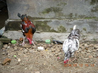 Indonesia - Lombok - last village - birds