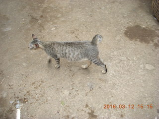 Indonesia - Lombok - last village - cat