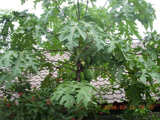 Indonesia - Lombok - last village - tree with fruit