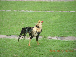 15 99d. Indonesia - Bali - Tenganan village - bird