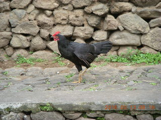 Indonesia - Bali - Tenganan village - bird