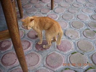 201 99d. Indonesia - Bali - lunch with hilltop view - cat