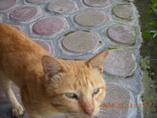 202 99d. Indonesia - Bali - lunch with hilltop view - cat