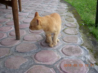 203 99d. Indonesia - Bali - lunch with hilltop view - cat