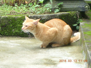 Indonesia - Bali - lunch with hilltop view - cat