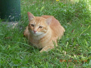 215 99d. Indonesia - Bali - lunch with hilltop view - cat