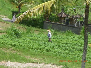 Indonesia - Bali - lunch with hilltop view - worker in the field