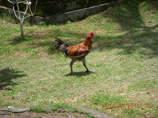 223 99d. Indonesia - Bali - lunch with hilltop view - bird +++