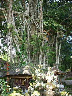 Indonesia - Bali - temple at Bangli - banyon tree