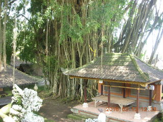 Indonesia - Bali - Temple at Bangli - giant banyon tree