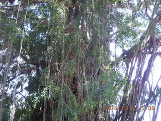 Indonesia - Bali - Temple at Bangli - giant banyon tree