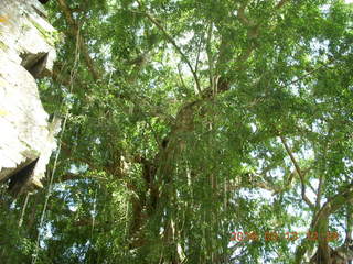 Indonesia - Bali - Temple at Bangli - giant banyon tree