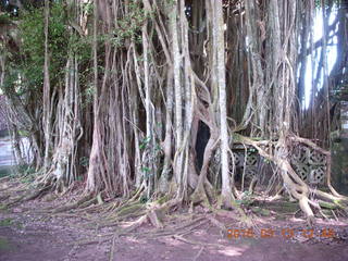 Indonesia - Bali - Temple at Bangli - giant banyon tree +++