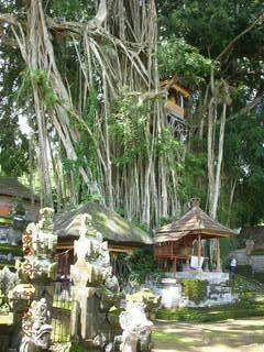 Indonesia - Bali - Temple at Bangli - giant banyon tree