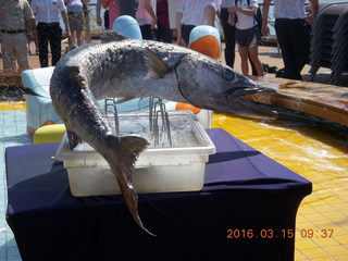 Volendam - King Neptune visit - kiss the fish