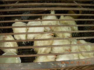 Malaysia - Kuala Lumpur food tour - Chinese temple - birds for dinner