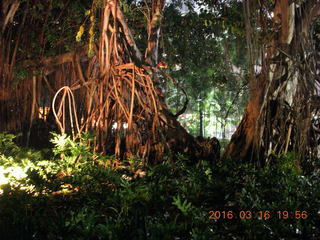 Malaysia - Kuala Lumpur food tour - trees