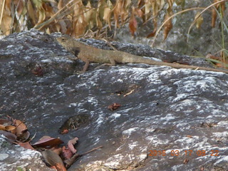 Malaysia - Kuala Lumpur - Exciting Mountain Hike - lizard