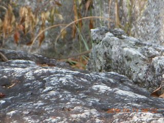 33 99h. Malaysia - Kuala Lumpur - Exciting Mountain Hike - where the lizard just ran away