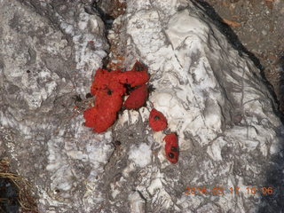 Malaysia - Kuala Lumpur - Exciting Mountain Hike - strange red poop