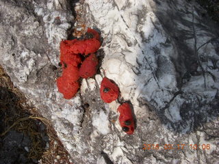 Malaysia - Kuala Lumpur - Exciting Mountain Hike - strange red poop