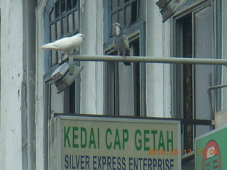 Malaysia - Kuala Lumpur - drive back from hike - white bird and another bird on a sign