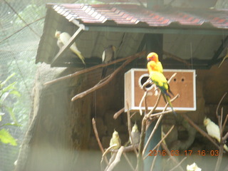 113 99h. Malaysia - Kuala Lumpur - KL Bird Park