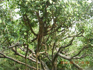 Malaysia - Kuala Lumpur - KL Bird Park tree