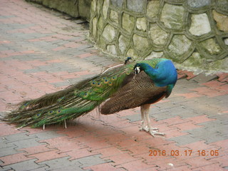 Malaysia - Kuala Lumpur - KL Bird Park - peacock