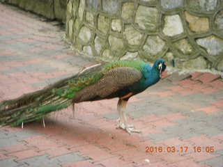 Malaysia - Kuala Lumpur - KL Bird Park