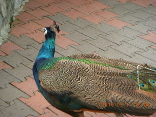 Malaysia - Kuala Lumpur - KL Bird Park - peacock