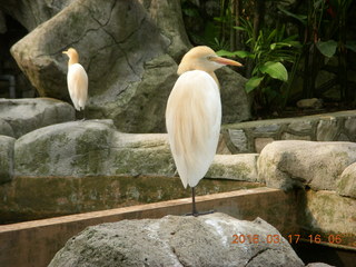 Malaysia - Kuala Lumpur - KL Bird Park